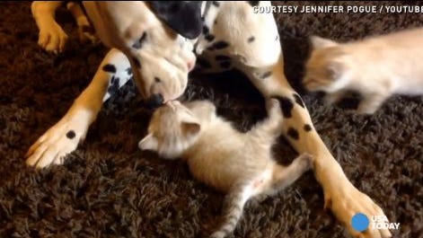 Watch Dalmatian Shares Kisses With Kittens