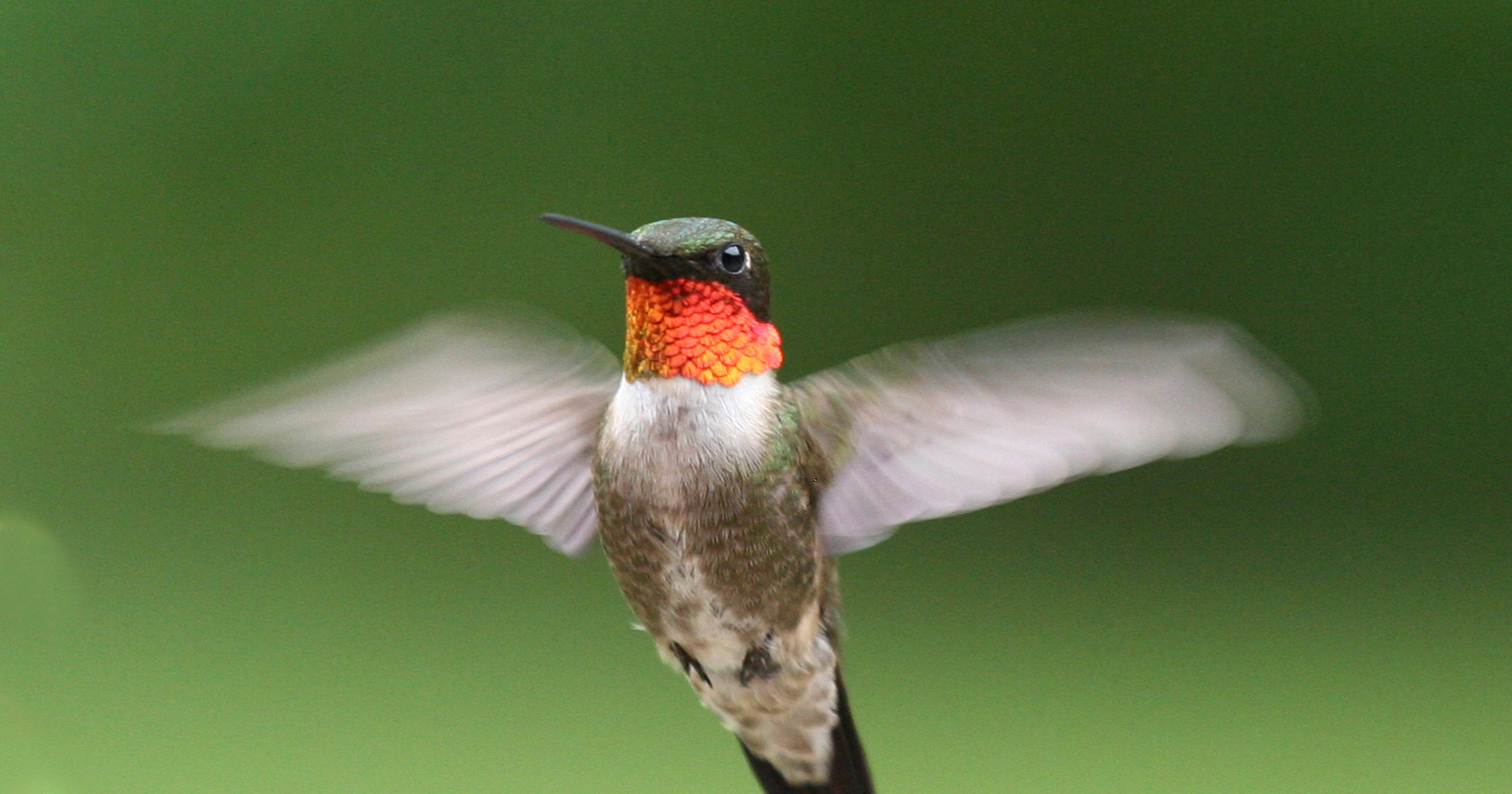 Hummingbirds 19 Things To Know