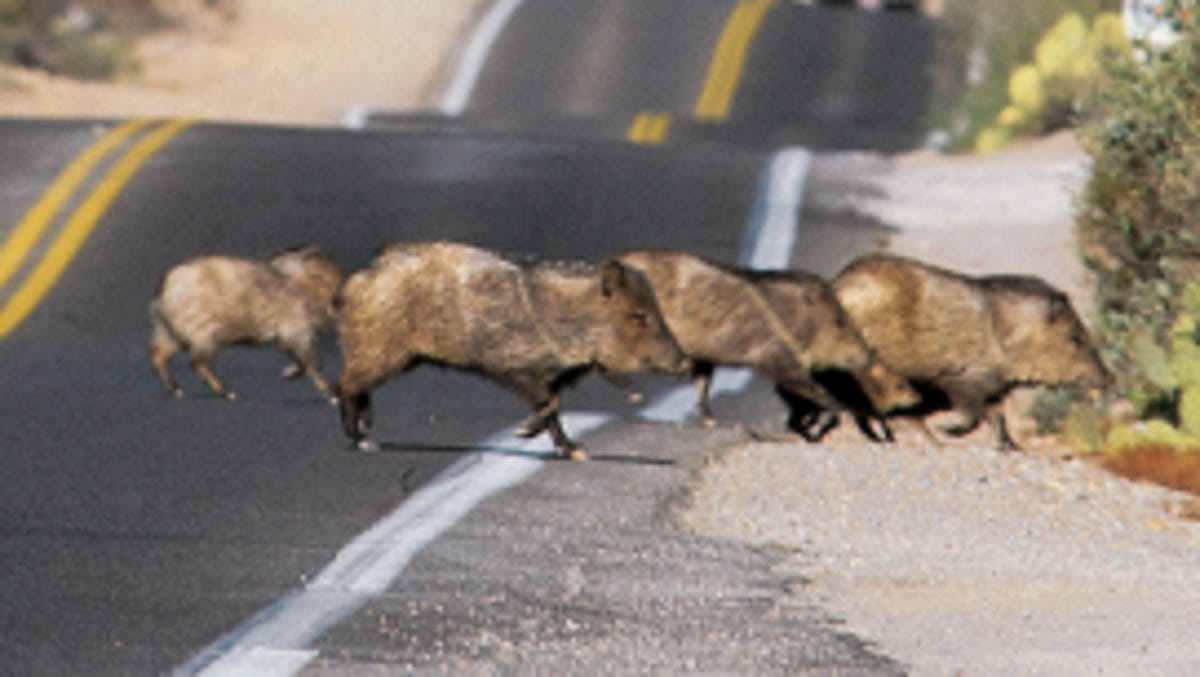 Learn About Arizona Javelina With Valley 101 Podcast Fact Not Pigs Follow @javelinasports on twitter and instagram. valley 101 podcast