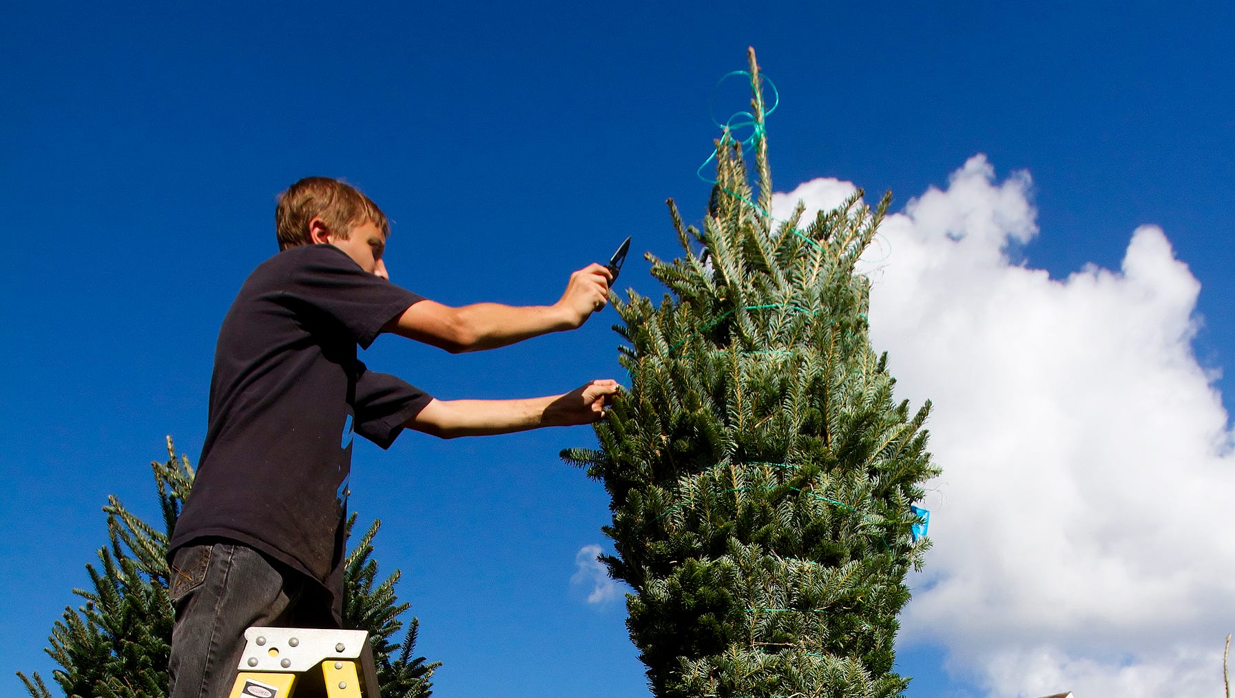 Christmas Tree Sales Still Strong For Nonprofits