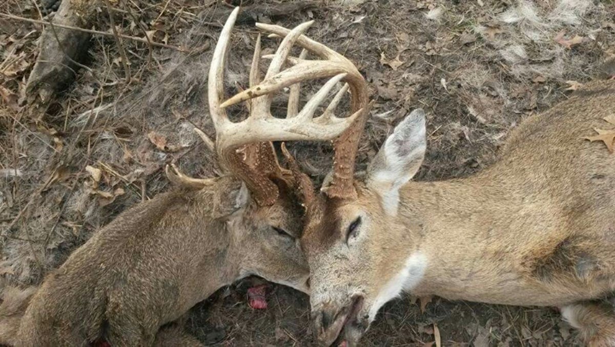 Battling Bucks Die After Antlers Lock Together In Missouri Woods