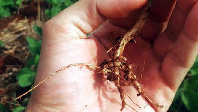 A soybean root with nodules, which house bacteria that “fix” or extract nitrogen from the atmosphere that the plant can use.