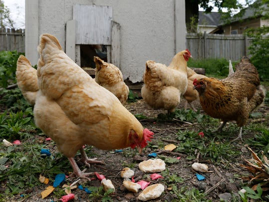 Bird flu scare hits some backyard chickens