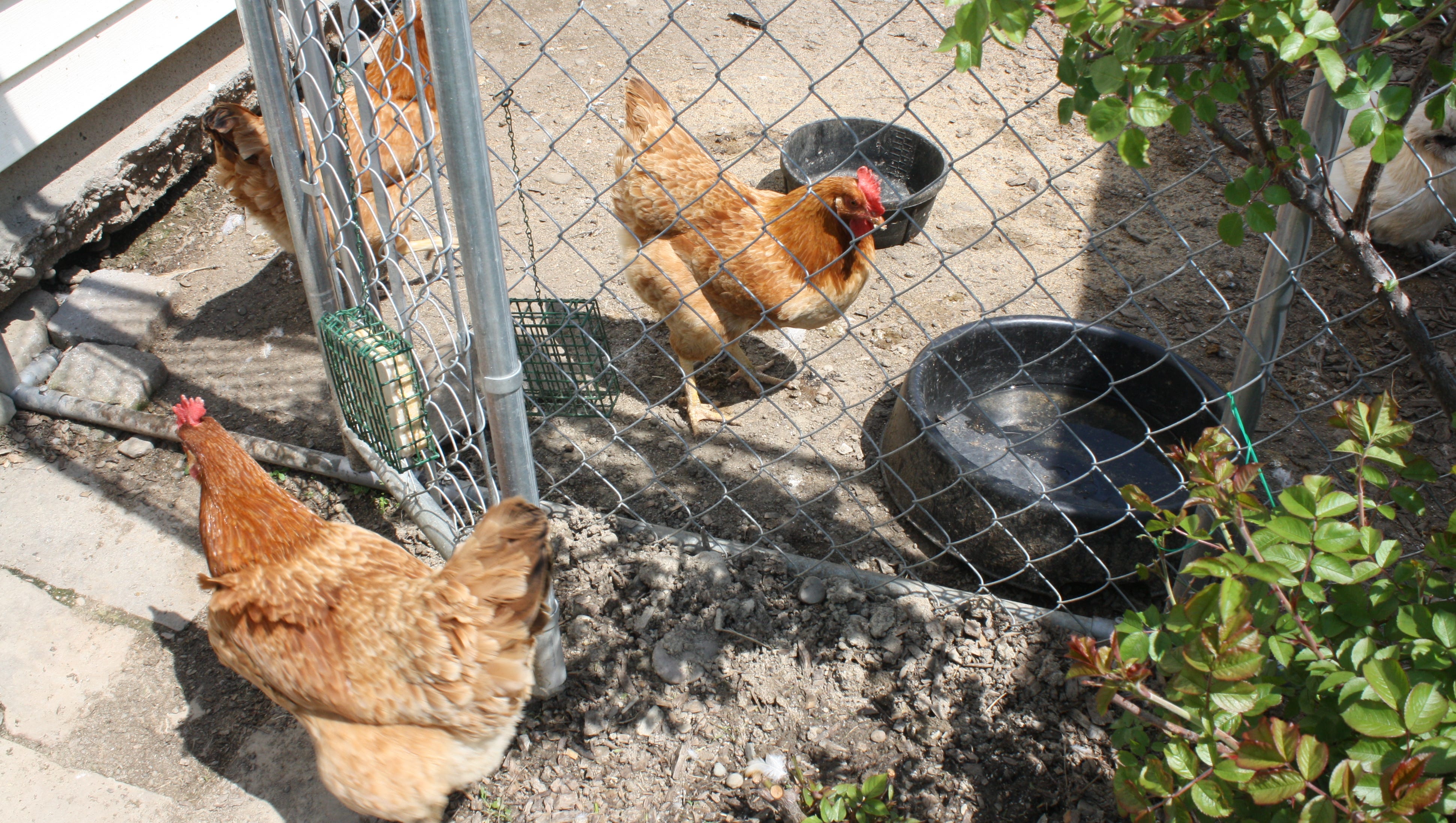 47 Backyard Chicken Owners Speak Out What I Wish I D Known Before Getting Backyard Chickens