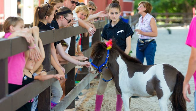 Captiva, a miniature horse, is displayed for attendees of the Naples Equestrian Challenge's 16th annual horse show on Sunday, March 13, 2016, in North Naples. The annual event gives participants of the equine therapy programs to showcase their ability for family and friends.