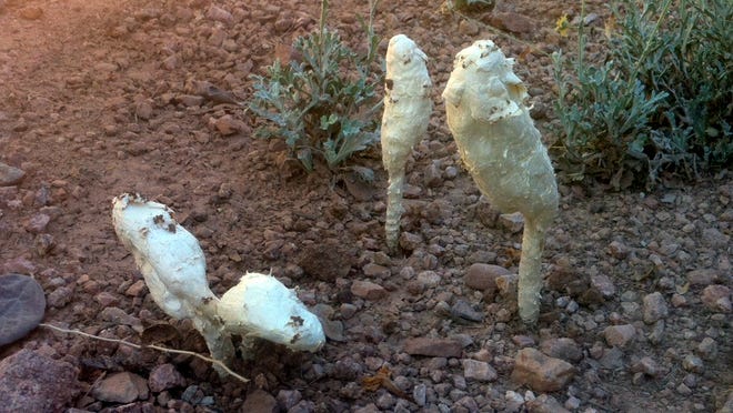 False shaggy mane fungus, or Podaxis pistillaris, is a common fungus worldwide in desert regions.