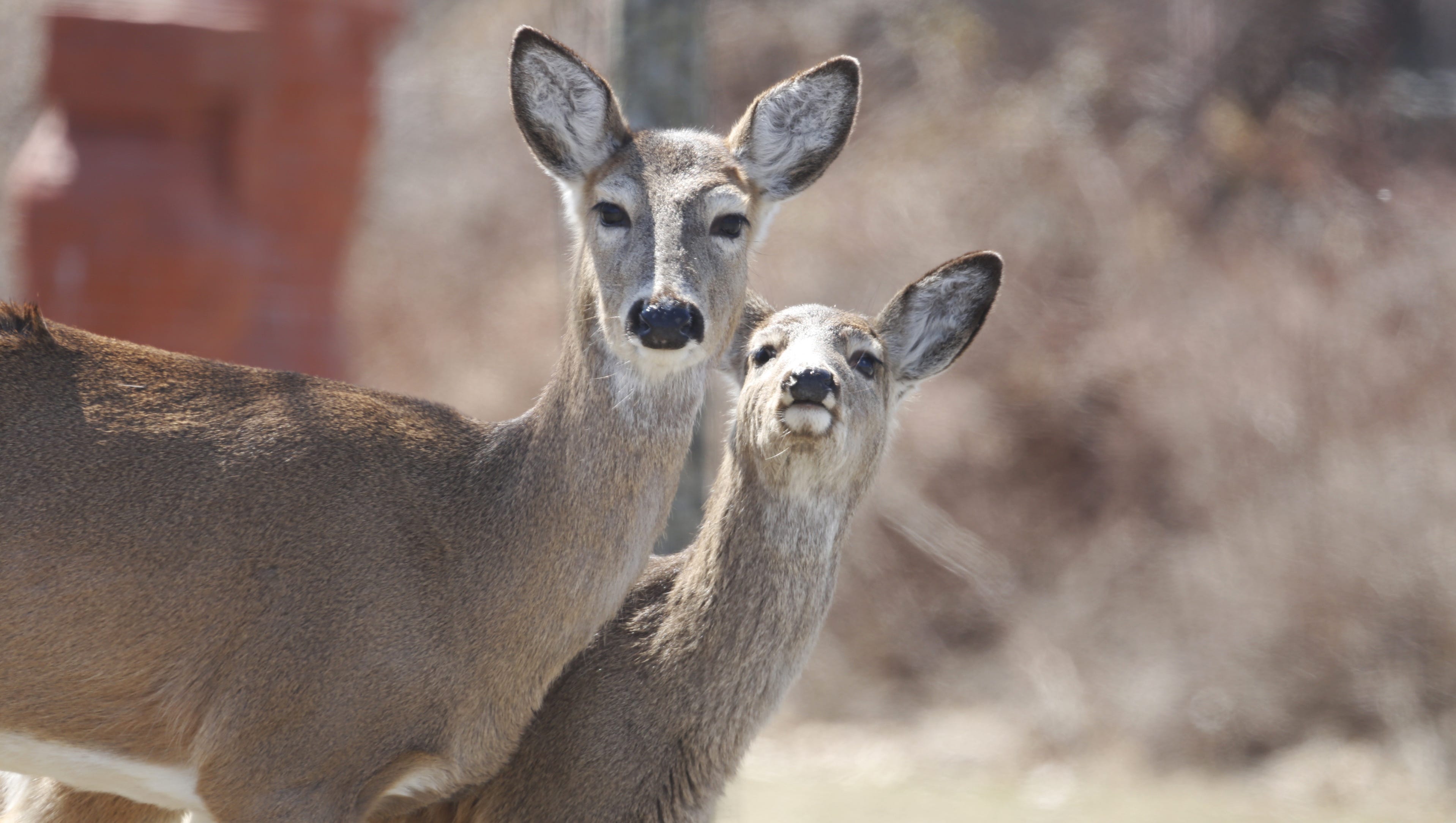 How To Avoid Hitting A Deer: 6 Tips