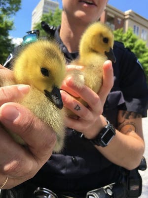 Greenville animal control officers rescued three baby geese as they were trying to cross Interstate 385 in Greenville Tuesday afternoon.