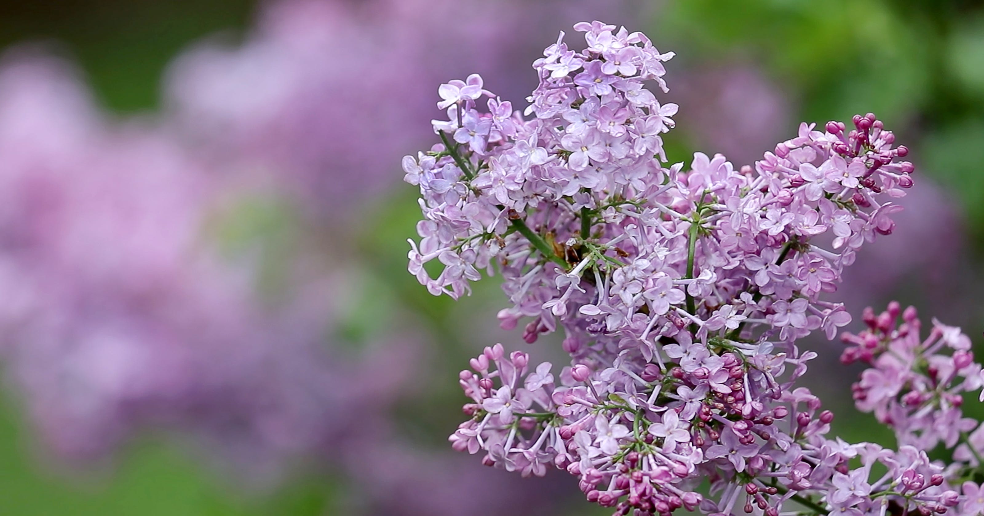 The 2018 Rochester Lilac Festival