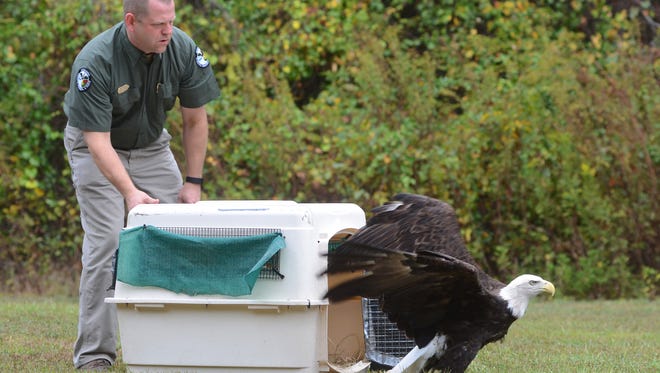 MDWFP Wildlife Bureau Director Chad Dacus releases a bald eagle that spent 10 months recuperating after it was found injured and unable to fly.