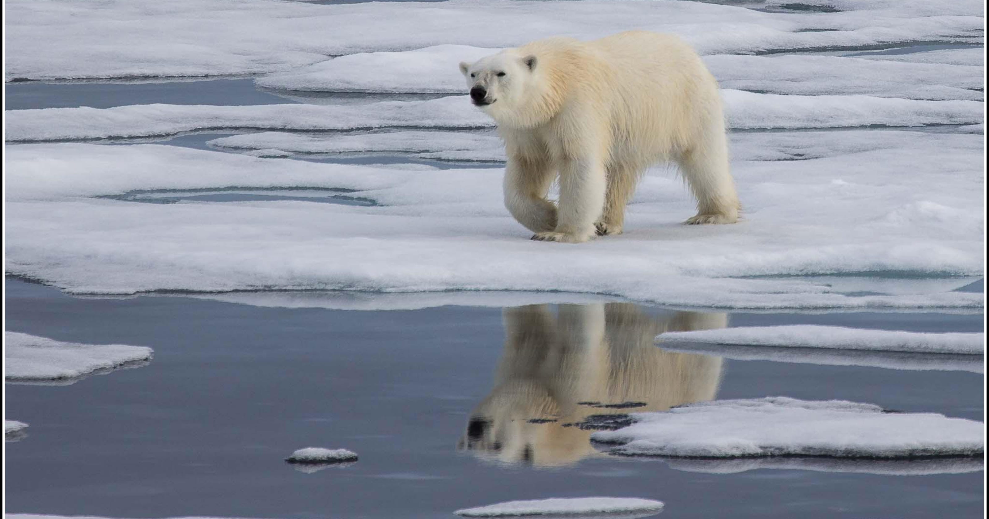 Arctic region good indicator of ecosystem impact