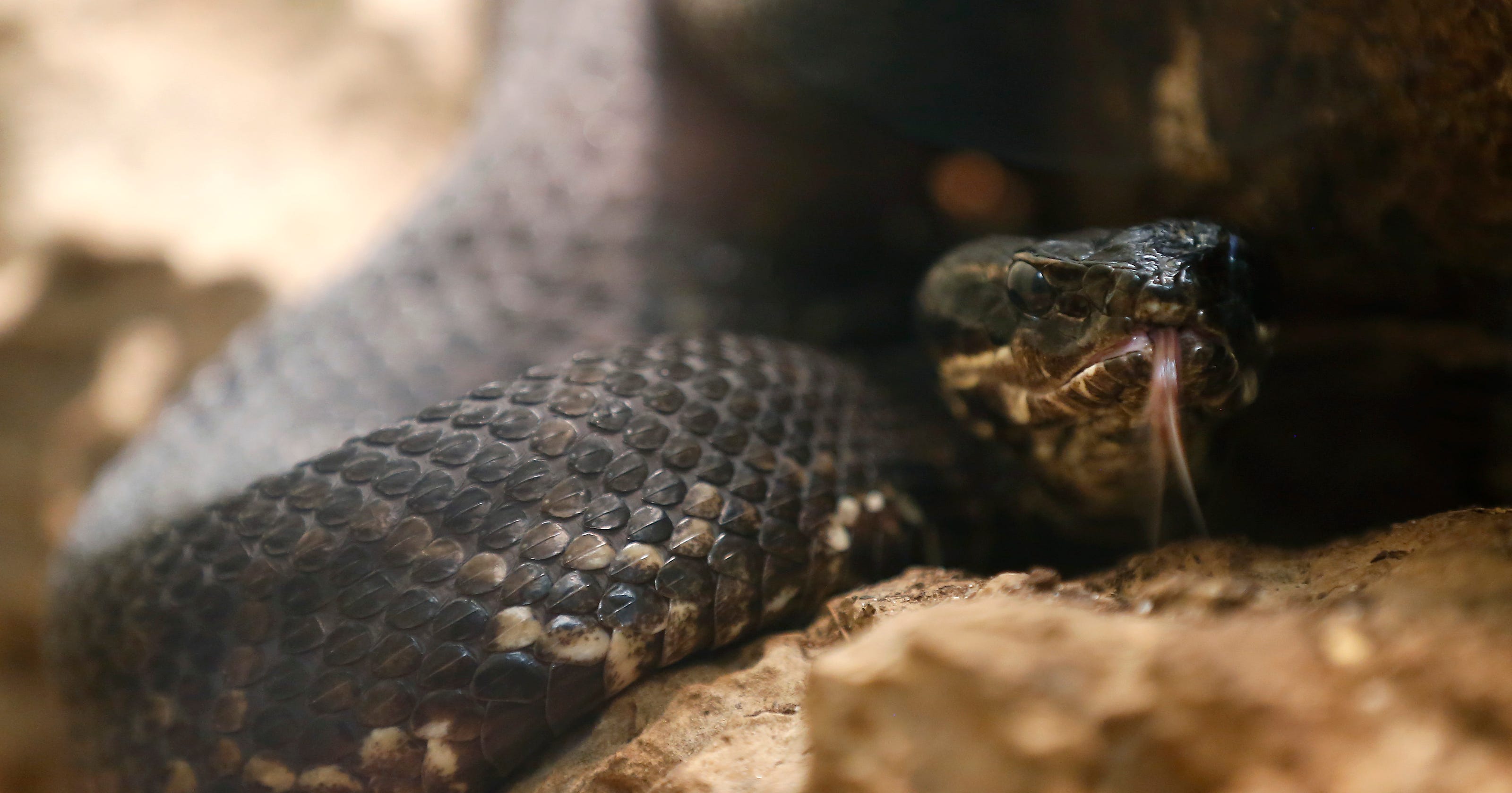 Poisonous Snakes In Missouri - jcd3whi