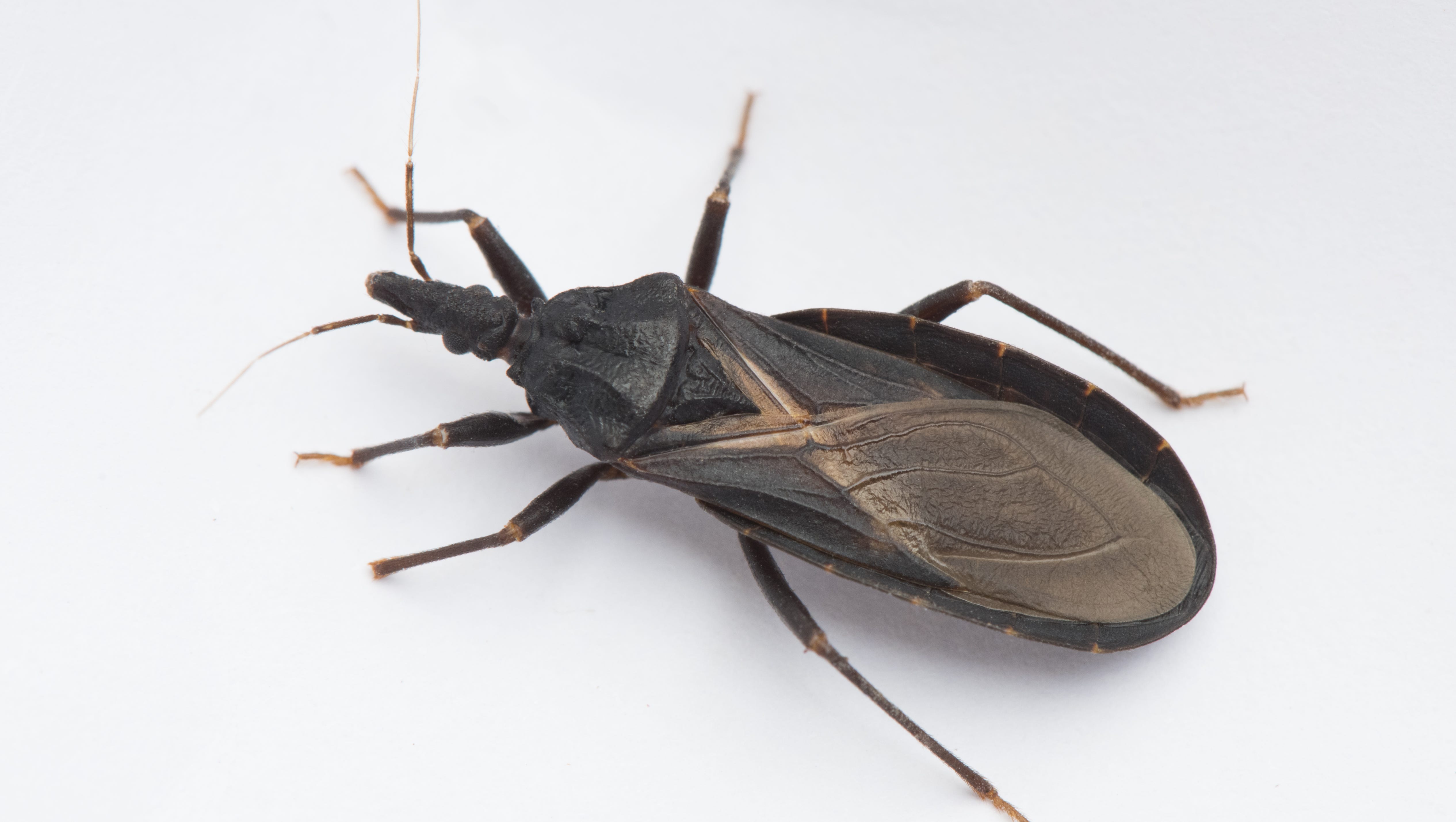 Kissing Bugs Pucker Up In Redding But Disease Rare