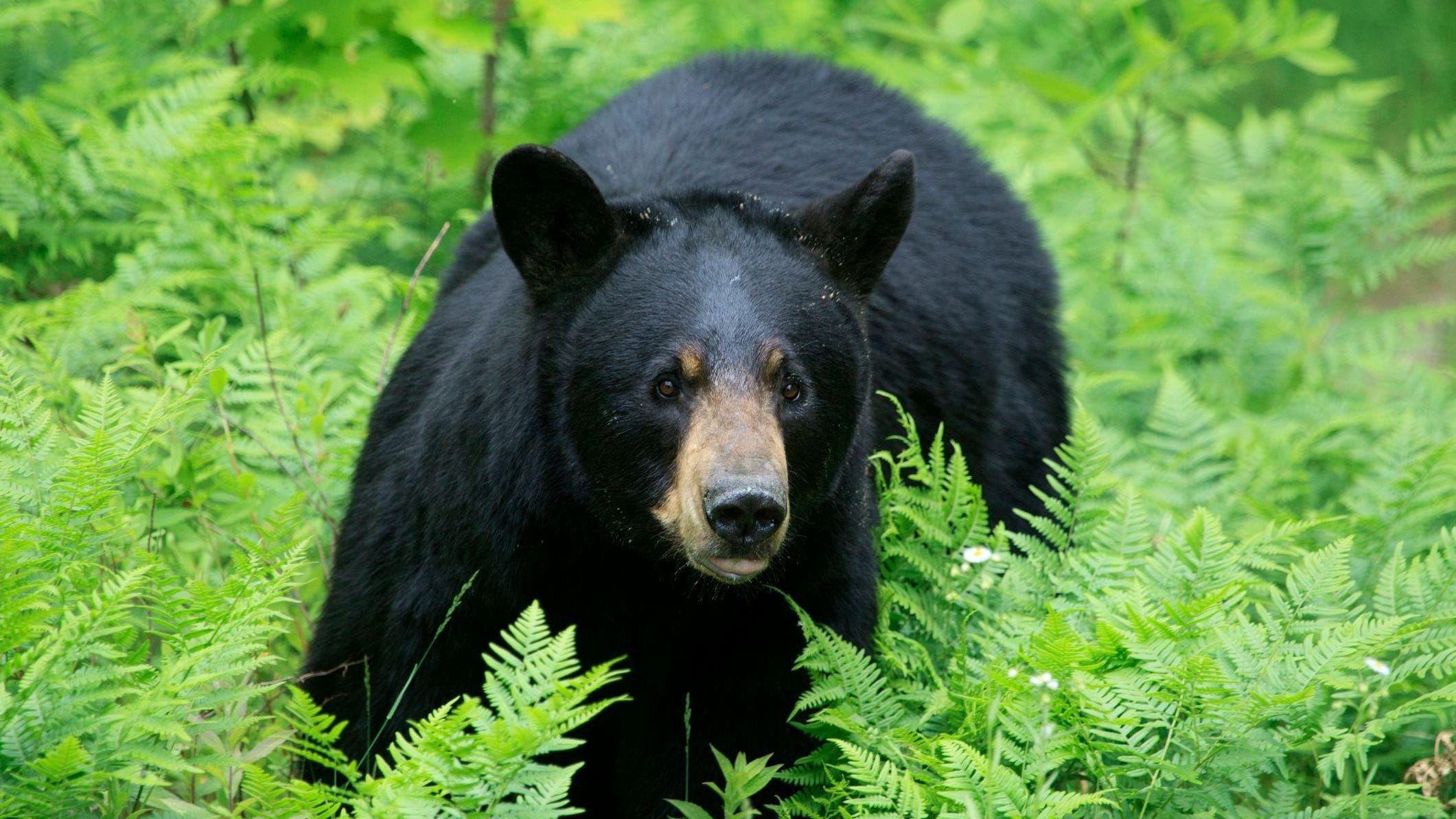 700-pound black bear in NJ sets world record, bowhunting group says