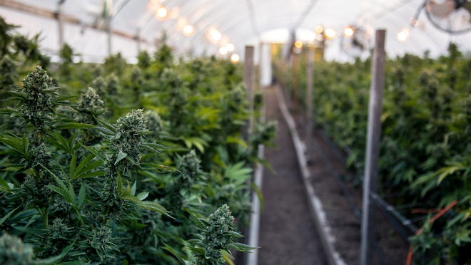 Rows of marijuana plants growing inside a greenhouse.