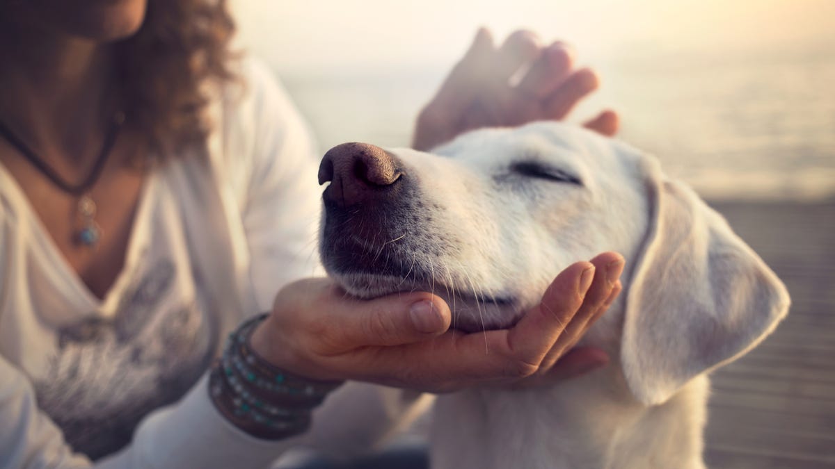 Fact Check Pets Won T Spread Coronavirus To Their Owners