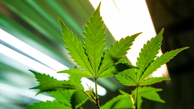 Cannabis plant under lights