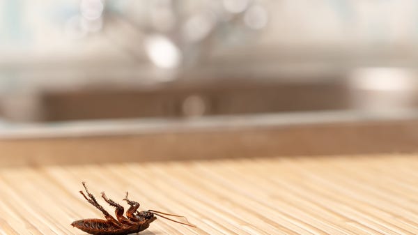 A dead cockroach on a counter.