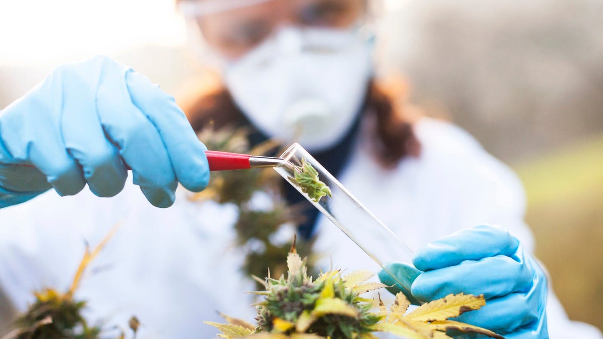 Lab technician placing marijuana in test tube