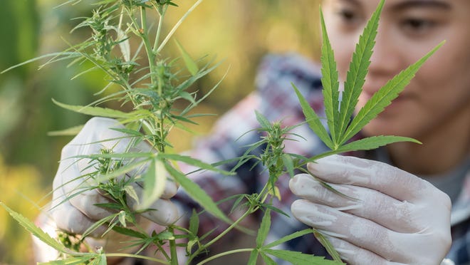 Woman examining marijuana plant