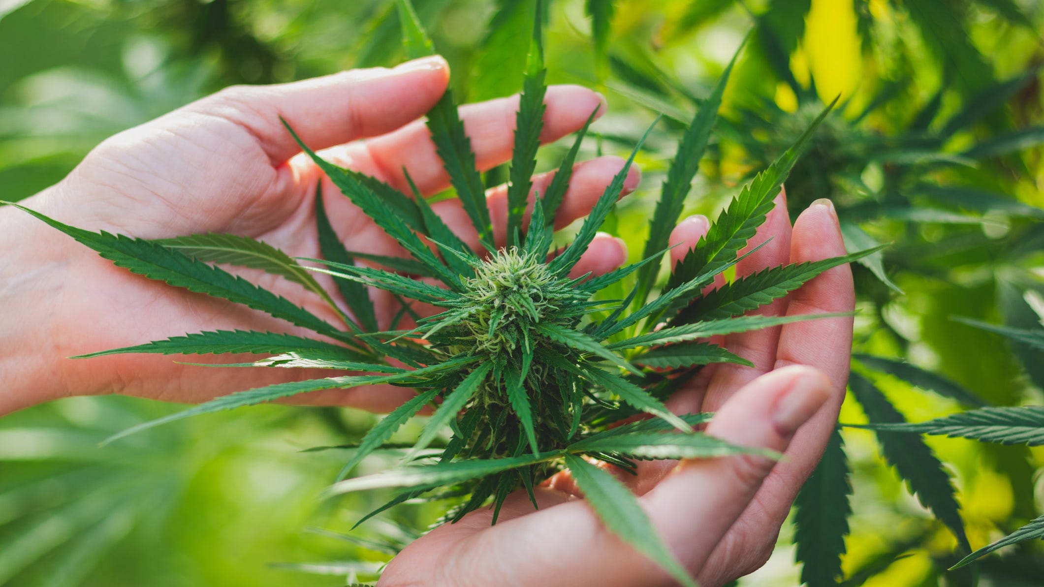 Why does marijuana smell like 'skunk'? Research backs Iowa State work