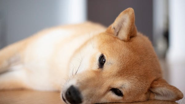 Sleepy shiba inu dog