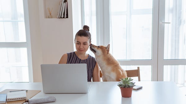 Shiba Inu dog licking owner's face.