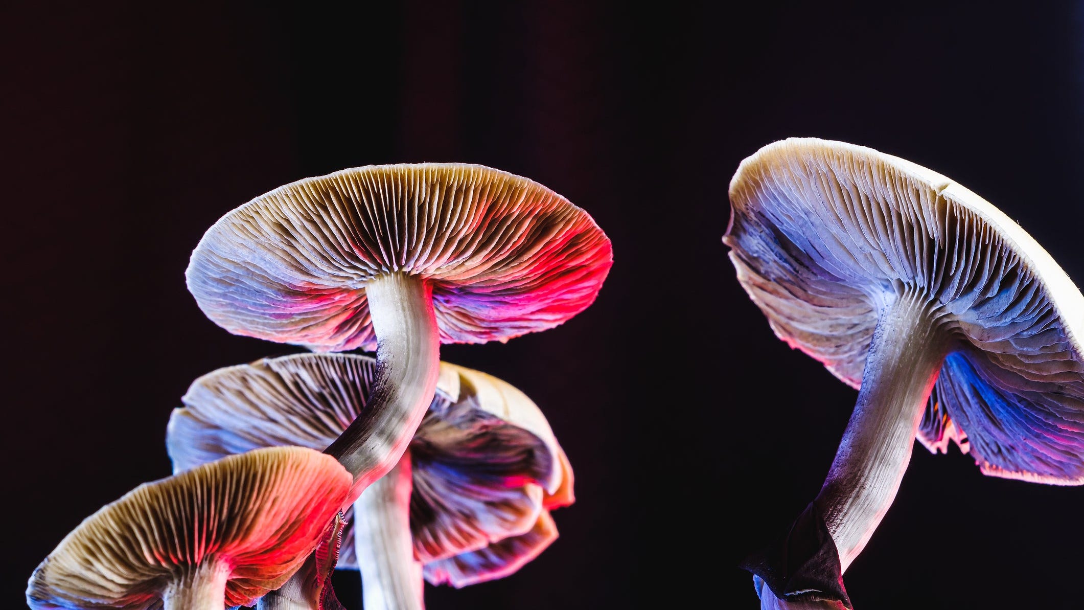 Psilocybin mushrooms show potential to fight alcohol addiction: study