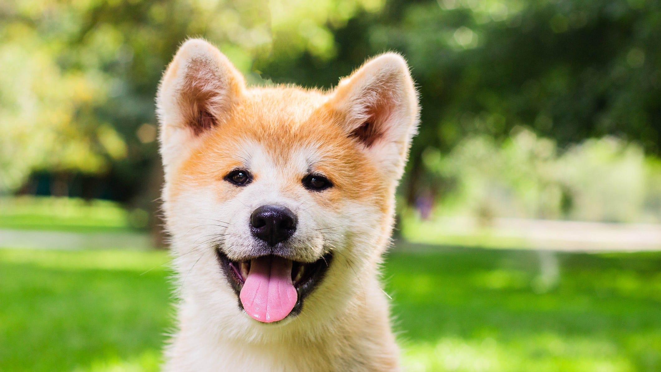 Can dogs eat cucumbers? Why are cucumbers good for dogs?