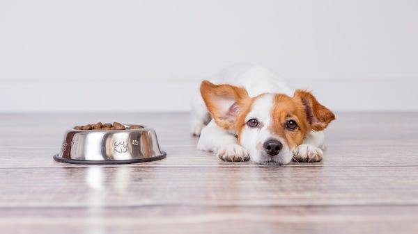 A dog waiting by its food bowl.