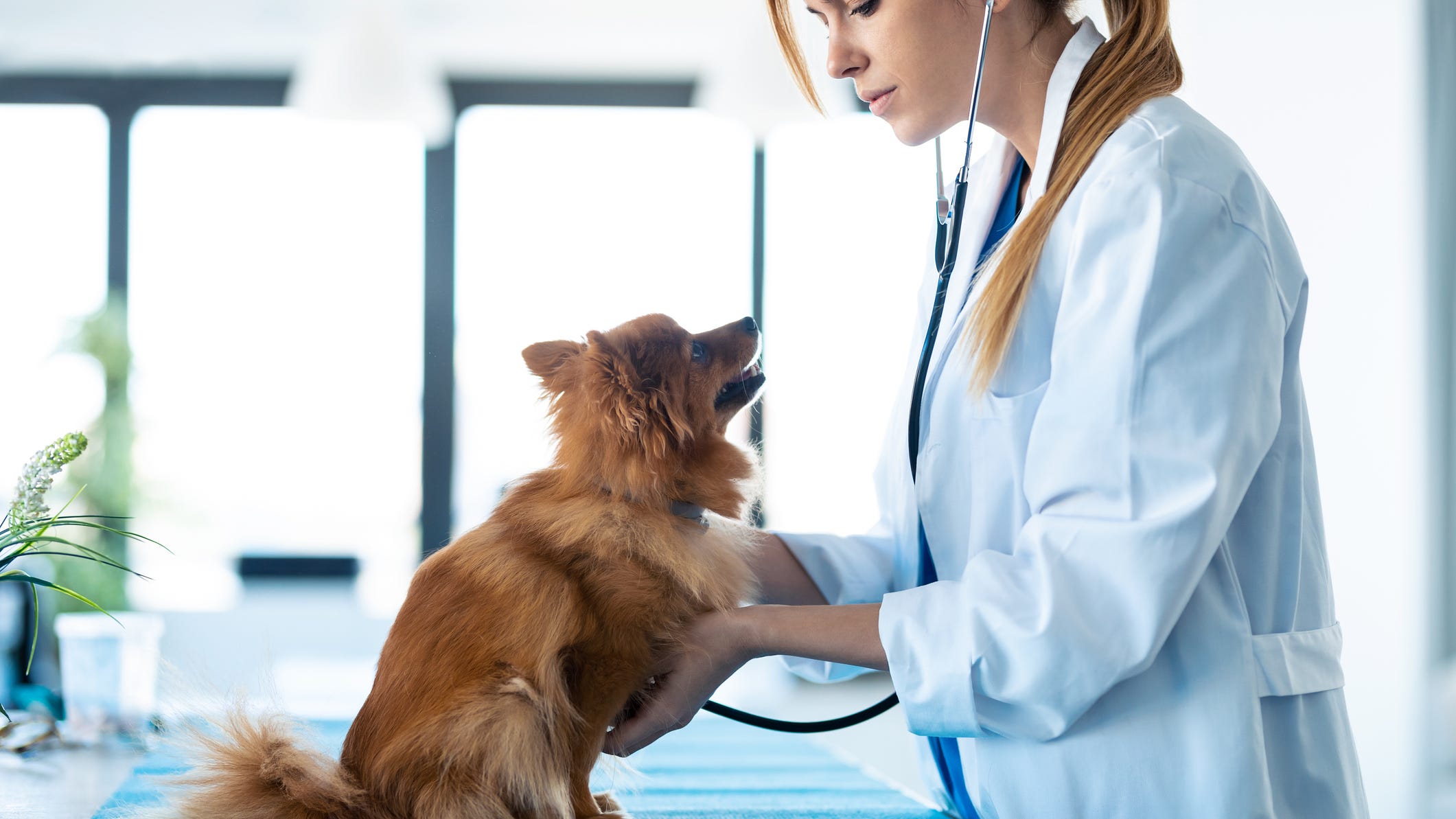 Can Dogs Recover From Vestibular Disease