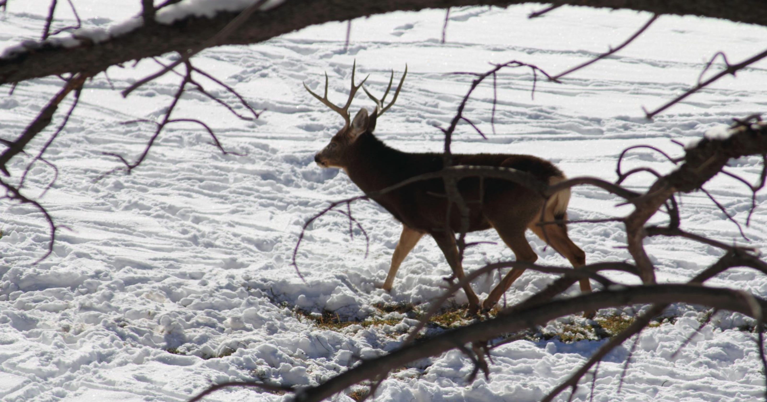 OUTDOORS Tennessee deer hunters have a good season