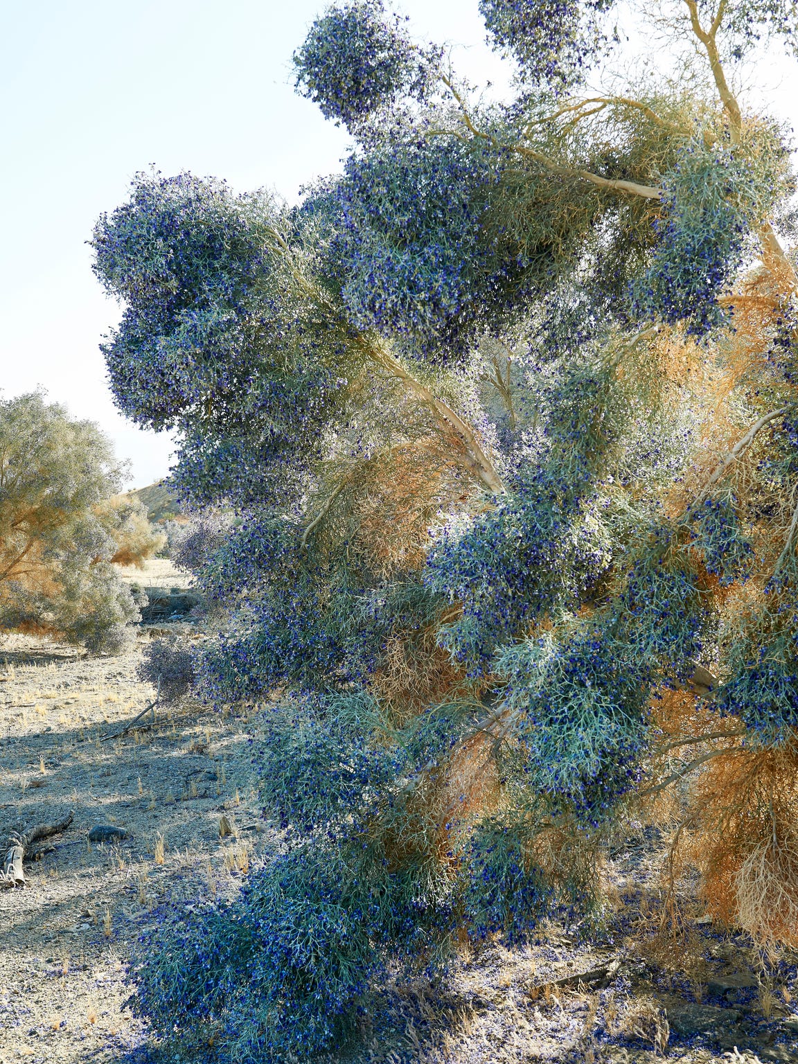 Smoke Trees Bloom In Late Spring Before Scaling Back Their