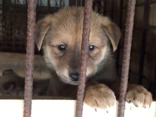 Dog in a cage