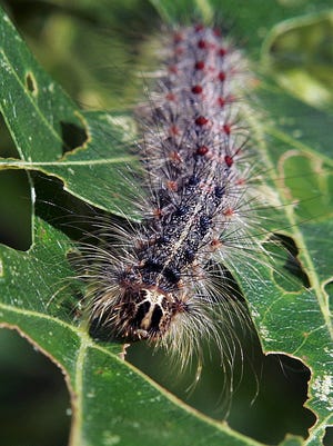 A gypsy moth caterpillar walks along partially eaten leaves of a tree.