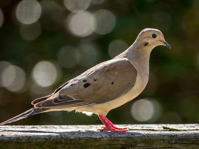 Mourning Doves