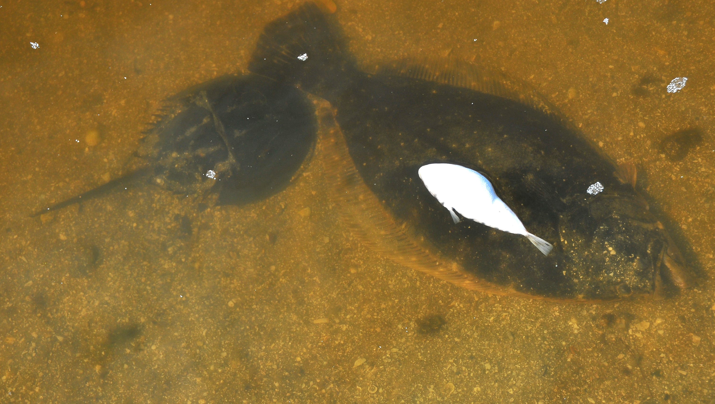Florida's nowyearly flounder closure kicks in for first time Oct. 15.