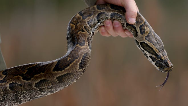 A North African python pictured in the Florida Everglades
