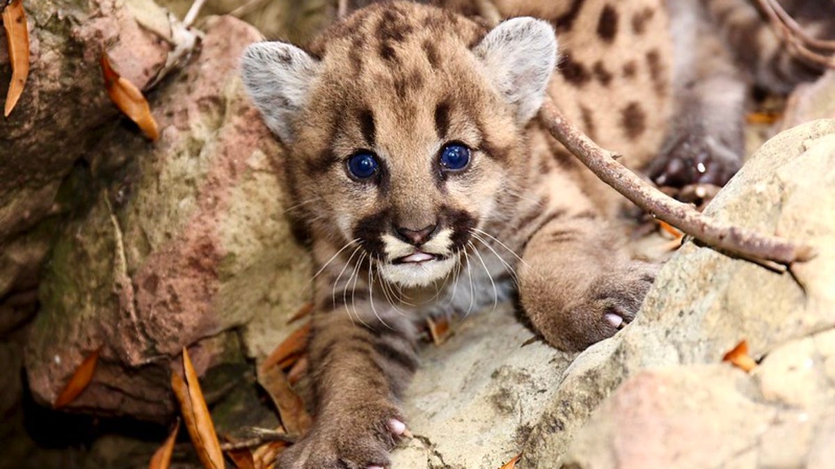 S California Has A Kindle Of Mountain Lion Kittens After Woolsey Fire