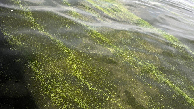 Bands of harmful toxic algae float on the surface of Lake Erie.