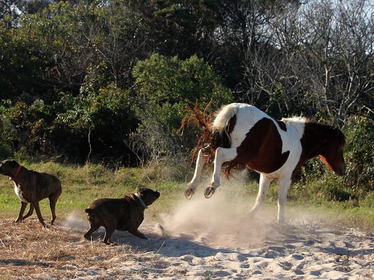 Photos Of Dogs Harassing Assateague Pony Spark Investigation