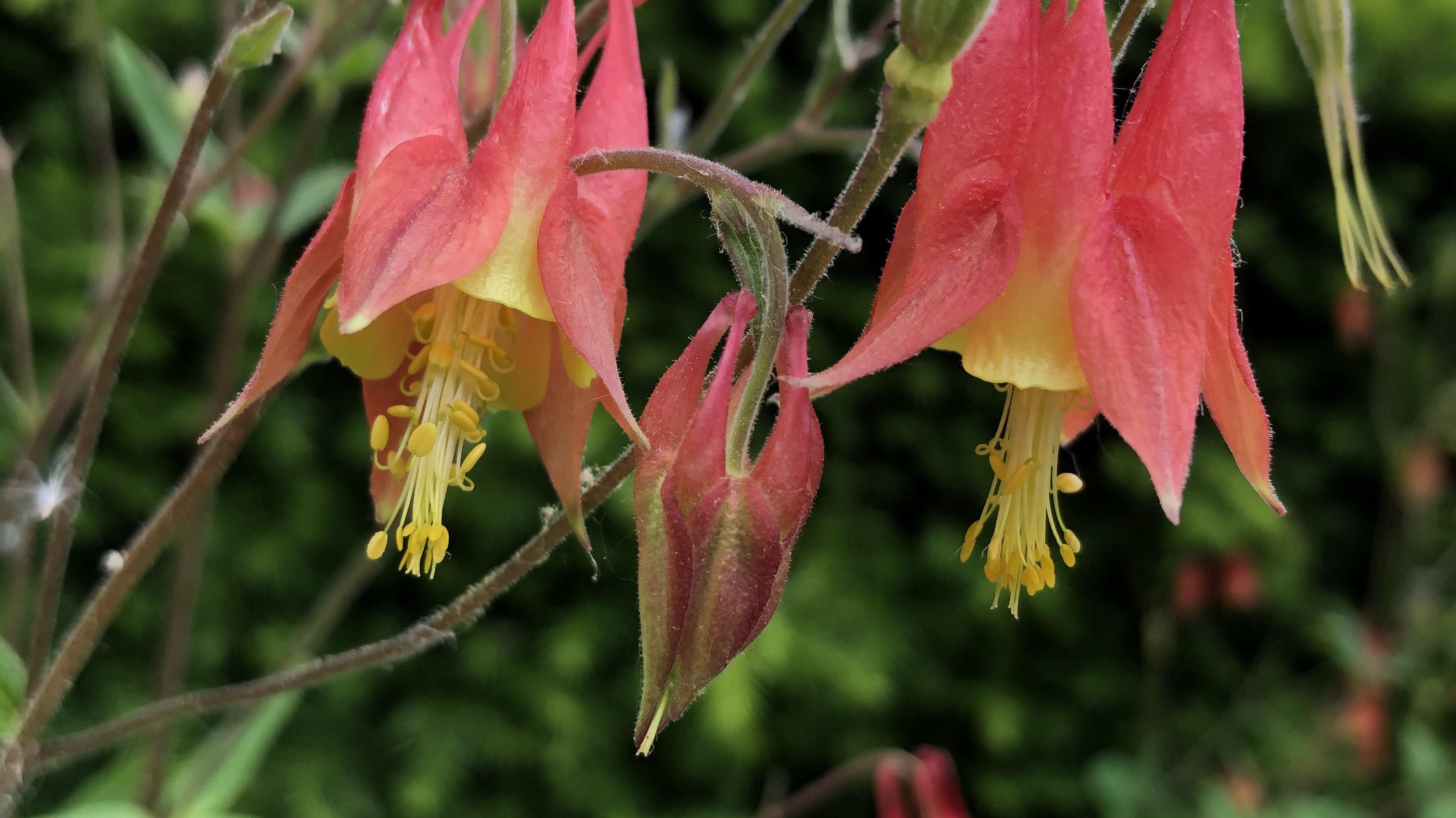 Plant primer: Columbine