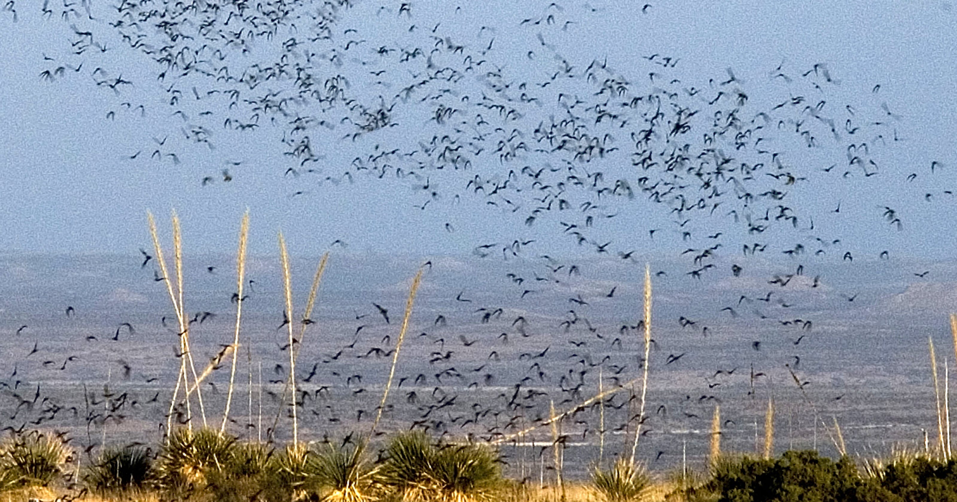 45 best ideas for coloring Bats At Carlsbad Caverns