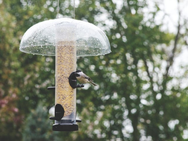 5 Tips To Keep Your Bird Feeders Mold Free