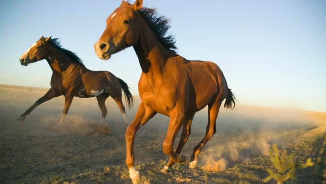 Quarter Horses Running in Field