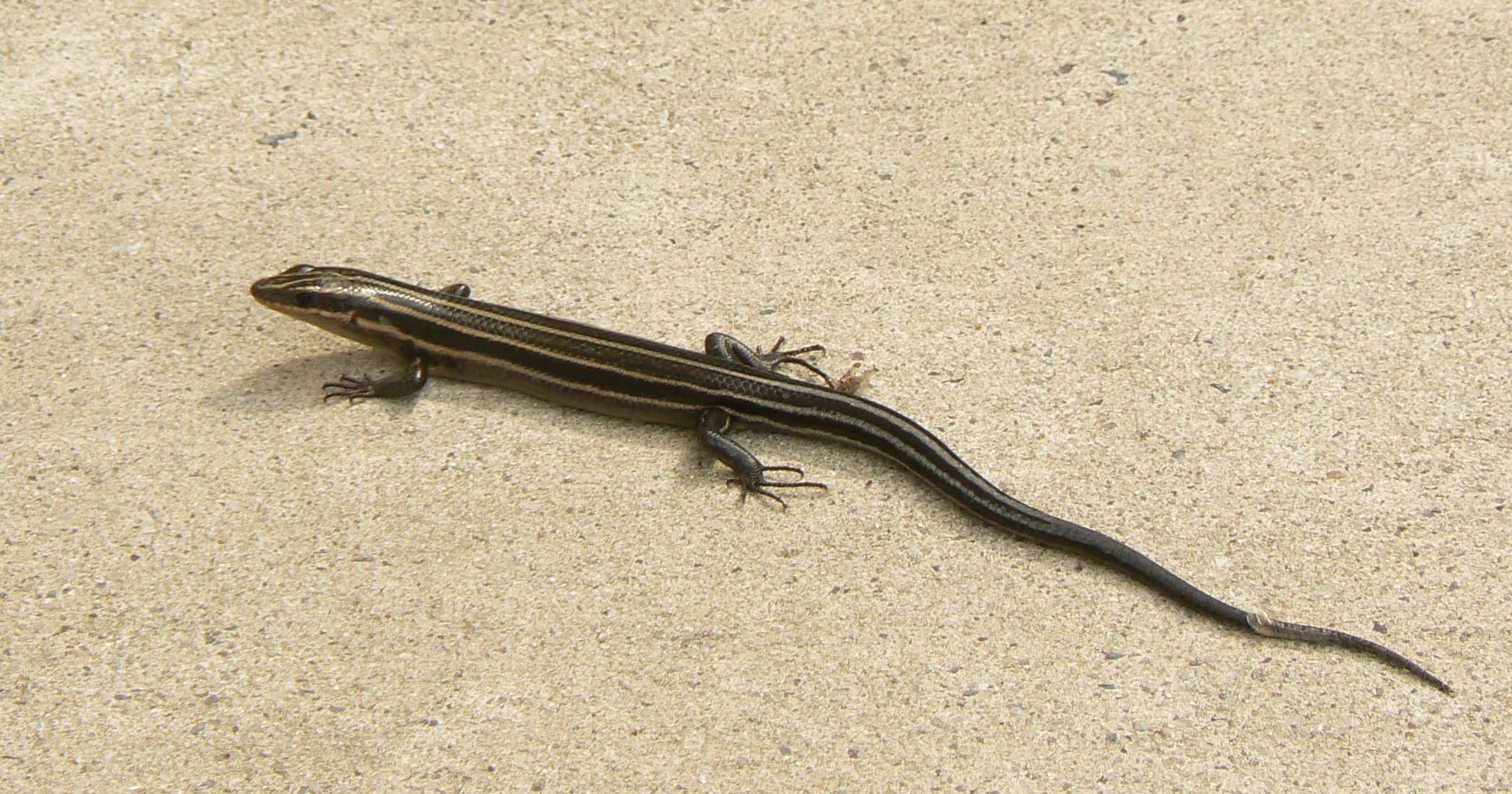 Reptiles seek warm place to live for winter