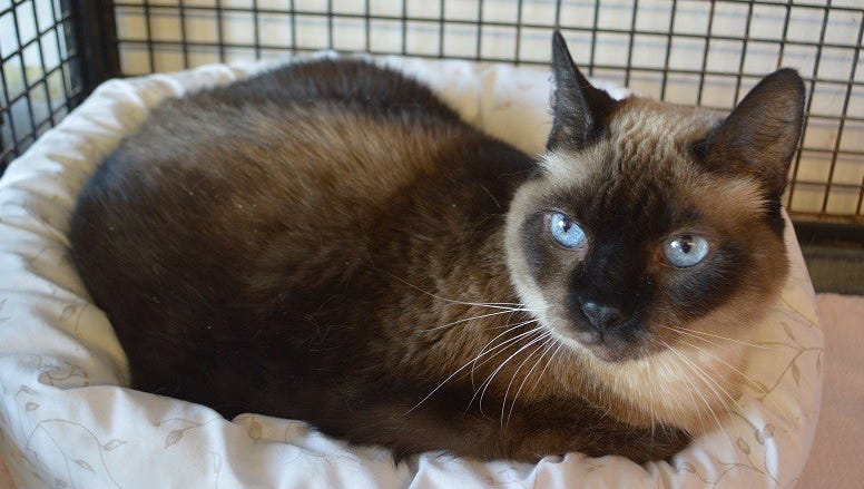 Rescue Pets You Can Take Home This Week In The Valley