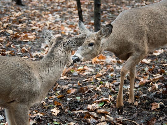 Watch Pleasant Ridge S Favorite Fawn Gets A New Home