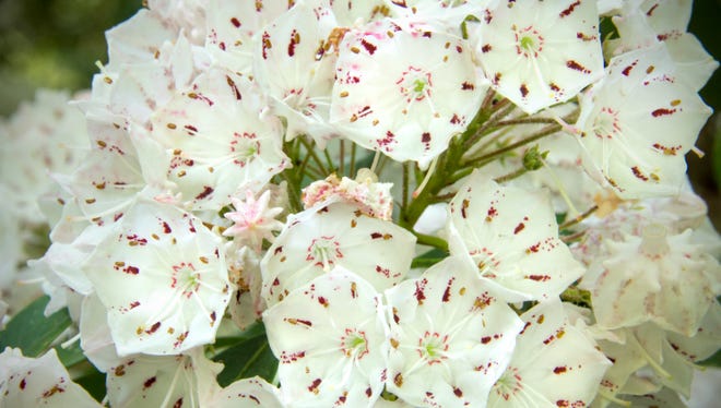 The mountain-laurel, or Kalmia latifolia, is an evergreen shrub and the state flower to both Connecticut and Pennsylvania. It is also poisonous to many animals, including humans. It is known for its beautiful star shape.