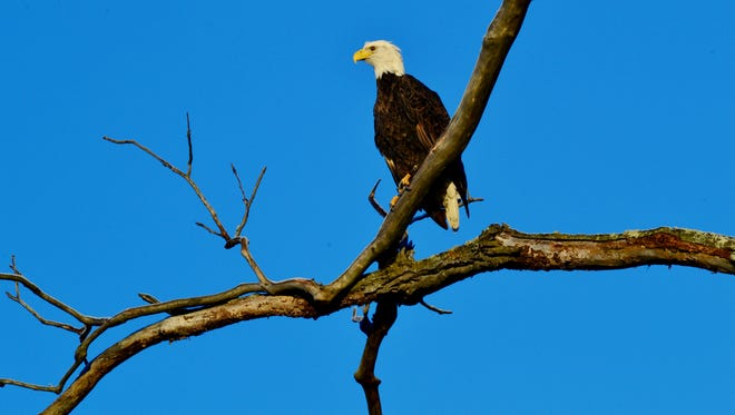 Eagle at Reelfoot Lake State Park